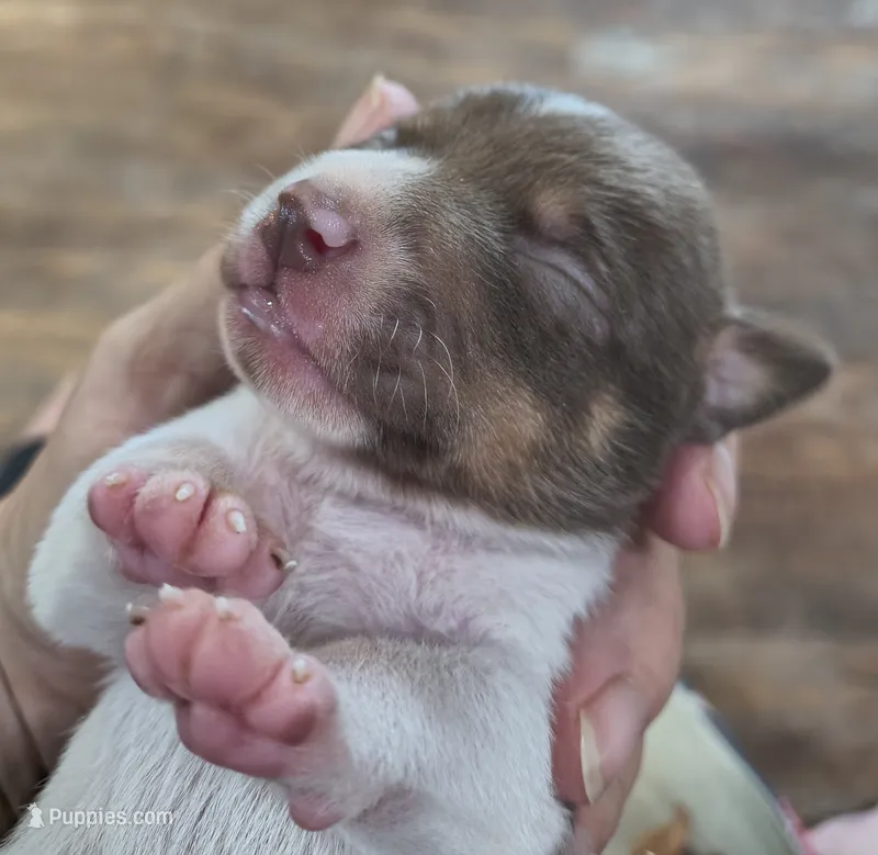 Sable, a male Teddy Roosevelt Terrier for sale in Smithfield, IL – 1 of 3