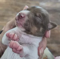Sable, a male Teddy Roosevelt Terrier for sale in Smithfield, IL – 1 of 3