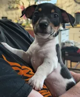 Shadow, a male Teddy Roosevelt Terrier for sale in Smithfield, IL – 1 of 7