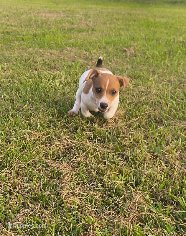 Sable – Teddy Roosevelt Terrier puppy for sale in Smithfield, IL
