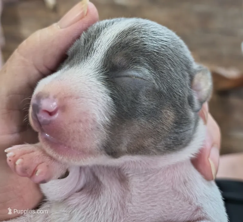 Got the blues, a male Teddy Roosevelt Terrier for sale in Smithfield, IL – 1 of 2