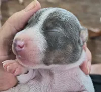 Got the blues, a male Teddy Roosevelt Terrier for sale in Smithfield, IL – 1 of 2