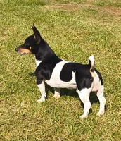 Big feller, a male Teddy Roosevelt Terrier for sale in Smithfield, IL – 2 of 4