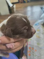 Chocolate delight, a male Teddy Roosevelt Terrier for sale in Smithfield, IL – 2 of 3