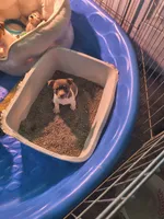 Chocolate, a male Teddy Roosevelt Terrier for sale in Smithfield, IL – 4 of 7