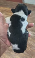 Shadow, a male Teddy Roosevelt Terrier for sale in Smithfield, IL – 2 of 3