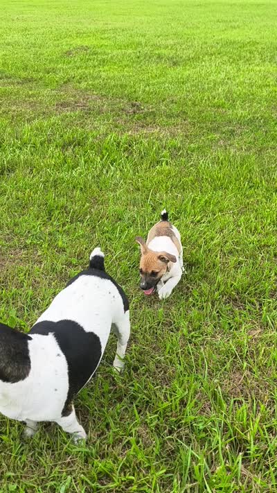 Link, a male Teddy Roosevelt Terrier for sale in Smithfield, IL – 4 of 9