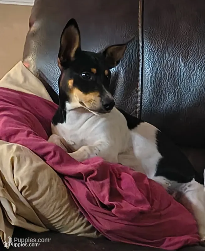 Baron – Teddy Roosevelt Terrier puppy for sale in Smithfield, IL