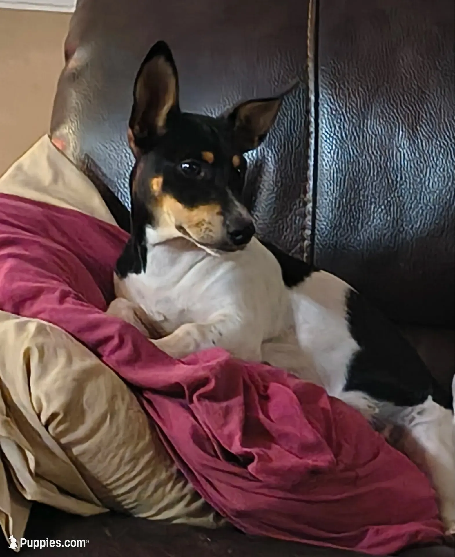 Baron, a male Teddy Roosevelt Terrier for sale in Smithfield, IL – 1 of 7