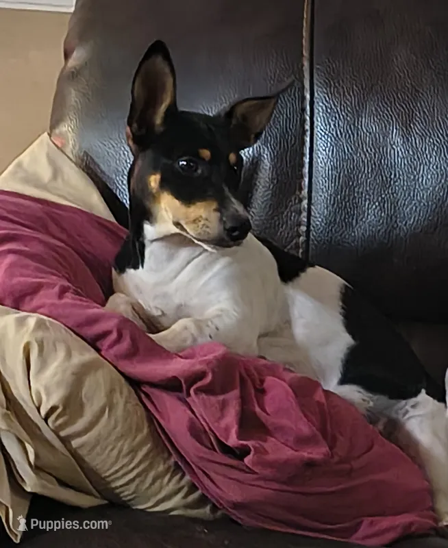 Baron – Teddy Roosevelt Terrier puppy for sale in Smithfield, IL