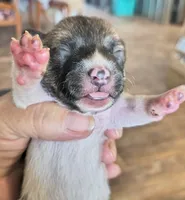 Sunder, a male Teddy Roosevelt Terrier for sale in Smithfield, IL – 2 of 3