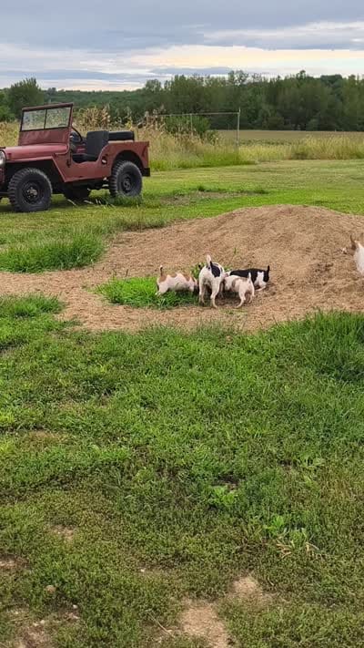 Baron, a male Teddy Roosevelt Terrier for sale in Smithfield, IL – 6 of 7