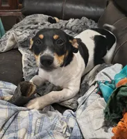 Baron, a male Teddy Roosevelt Terrier for sale in Smithfield, IL – 2 of 4
