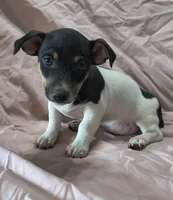 Little Hoss, a male Teddy Roosevelt Terrier for sale in Smithfield, IL – Photo 3 of 5