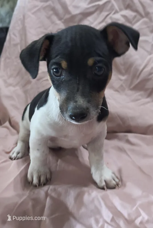 Little Hoss – Teddy Roosevelt Terrier puppy for sale in Smithfield, IL