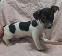 Little Hoss, a male Teddy Roosevelt Terrier for sale in Smithfield, IL – Photo 2 of 5