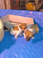 Sable, a male Teddy Roosevelt Terrier for sale in Smithfield, IL – 2 of 2