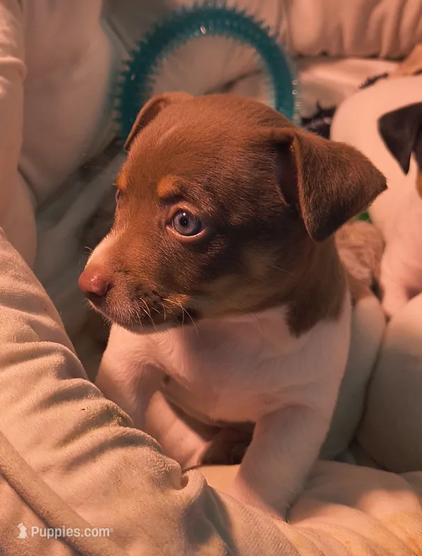 Chocolate delight – Teddy Roosevelt Terrier puppy for sale in Smithfield, IL