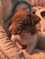 Chocolate, a male Teddy Roosevelt Terrier for sale in Smithfield, IL – 3 of 7