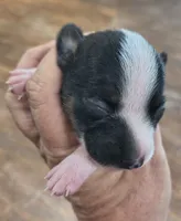 Flower, a female Teddy Roosevelt Terrier for sale in Smithfield, IL – 3 of 4