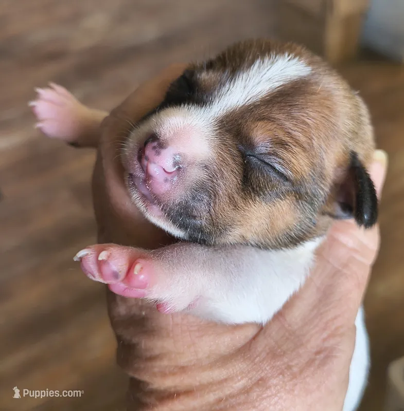 Sunder – Teddy Roosevelt Terrier puppy for sale in Smithfield, IL