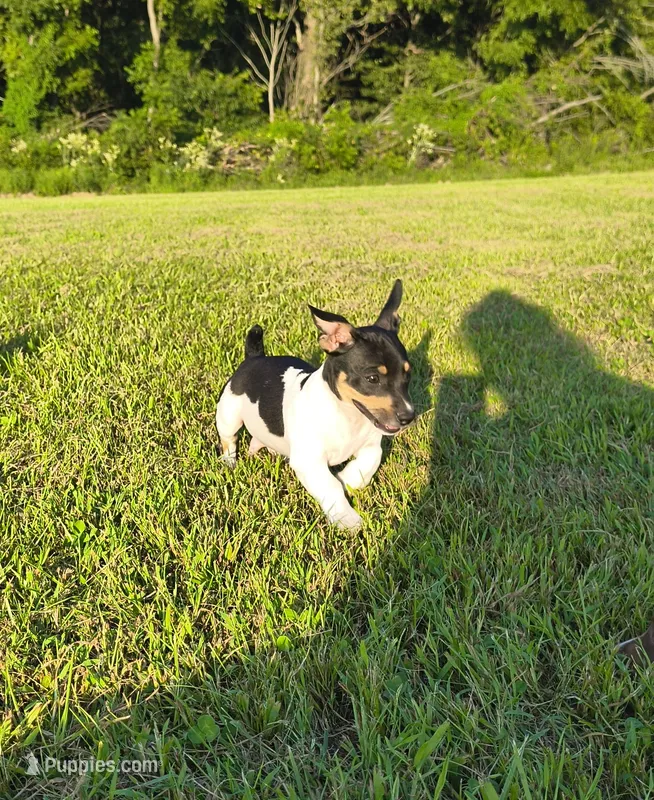 Shadow – Teddy Roosevelt Terrier puppy for sale in Smithfield, IL