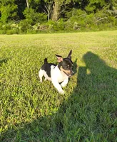 Shadow, a male Teddy Roosevelt Terrier for sale in Smithfield, IL – 5 of 6