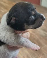 Shadow, a male Teddy Roosevelt Terrier for sale in Smithfield, IL – 3 of 3
