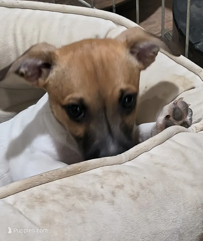 Link – Teddy Roosevelt Terrier puppy for sale in Smithfield, IL