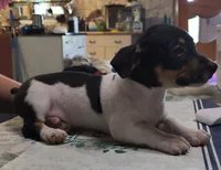 Shadow, a male Teddy Roosevelt Terrier for sale in Smithfield, IL – 2 of 7