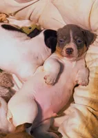  blue, a male Teddy Roosevelt Terrier for sale in Smithfield, IL – 2 of 5