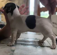 Flower, a female Teddy Roosevelt Terrier for sale in Smithfield, IL – 3 of 4