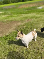 Pistol, a  Teddy Roosevelt Terrier for sale in Smithfield, IL – 2 of 4
