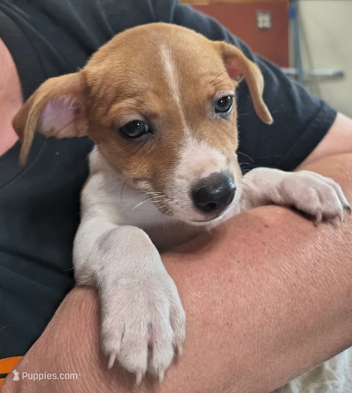 Sable – Teddy Roosevelt Terrier puppy for sale in Smithfield, IL