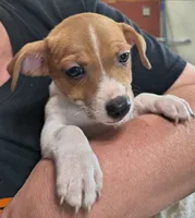 Sable, a male Teddy Roosevelt Terrier for sale in Smithfield, IL – 2 of 7