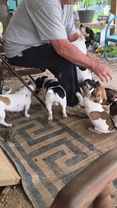 Sable, a male Teddy Roosevelt Terrier for sale in Smithfield, IL – 7 of 7