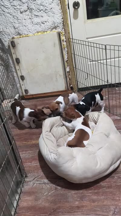 Sable, a male Teddy Roosevelt Terrier for sale in Smithfield, IL – 3 of 7