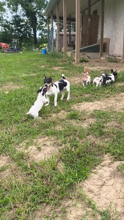 Sable, a male Teddy Roosevelt Terrier for sale in Smithfield, IL – 5 of 7