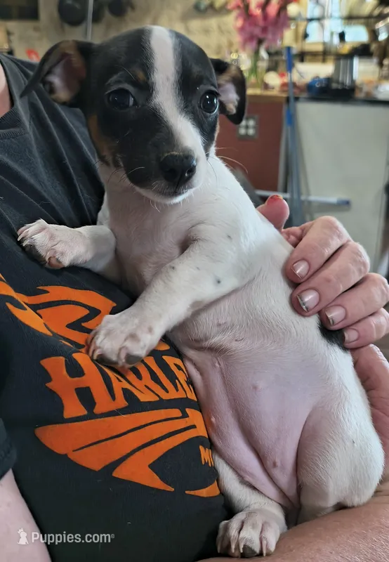 Flower – Teddy Roosevelt Terrier puppy for sale in Smithfield, IL