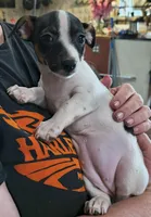 Flower, a female Teddy Roosevelt Terrier for sale in Smithfield, IL – 1 of 4