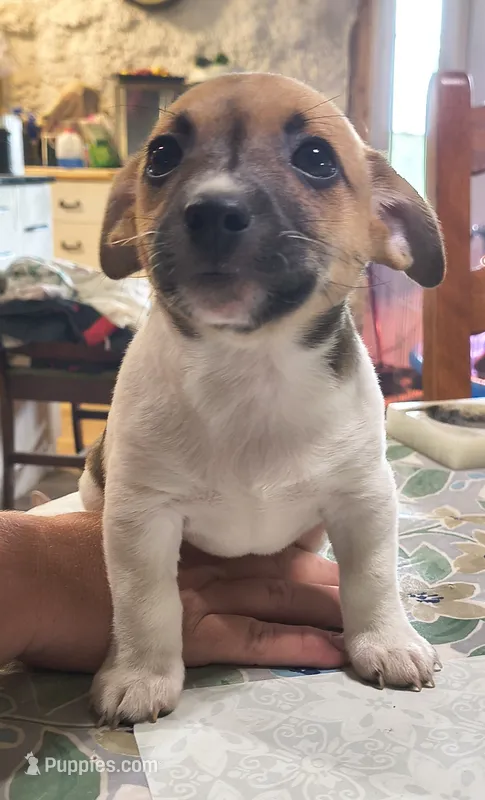 Link – Teddy Roosevelt Terrier puppy for sale in Smithfield, IL