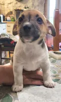 Link, a male Teddy Roosevelt Terrier for sale in Smithfield, IL – 7 of 9