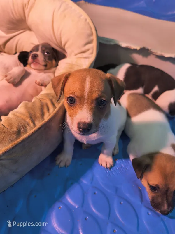 Sunder – Teddy Roosevelt Terrier puppy for sale in Smithfield, IL