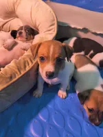 Sable, a male Teddy Roosevelt Terrier for sale in Smithfield, IL – 1 of 2