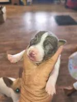 Chocolate delight, a male Teddy Roosevelt Terrier for sale in Smithfield, IL – 3 of 3