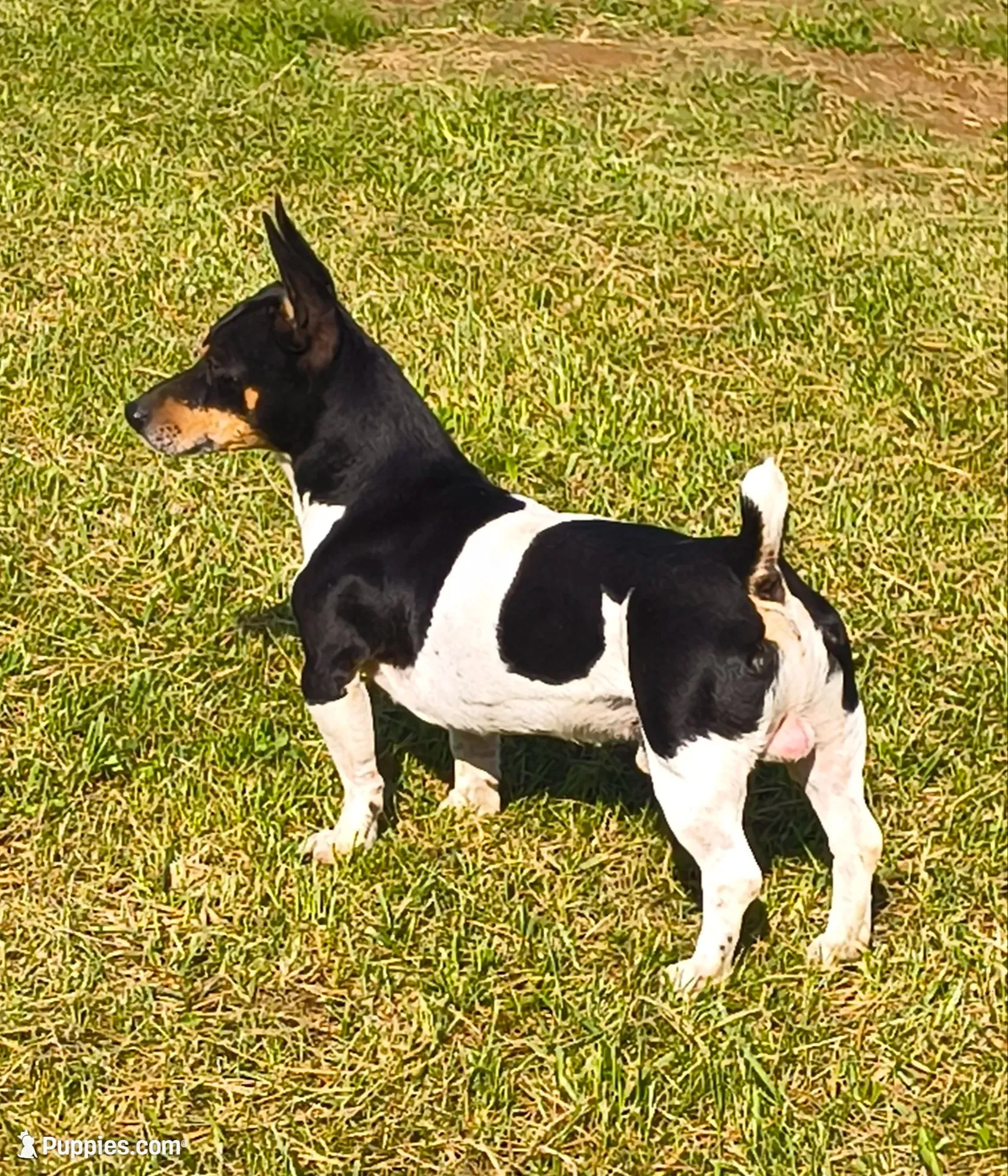 Baron, a male Teddy Roosevelt Terrier for sale in Smithfield, IL – 4 of 4