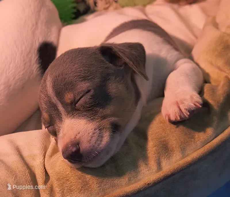 Got the blues – Teddy Roosevelt Terrier puppy for sale in Smithfield, IL