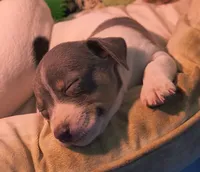  blue, a male Teddy Roosevelt Terrier for sale in Smithfield, IL – 1 of 5