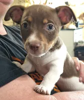 Chocolate, a male Teddy Roosevelt Terrier for sale in Smithfield, IL – 1 of 7