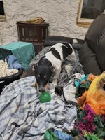 Baron, a male Teddy Roosevelt Terrier for sale in Smithfield, IL – 3 of 4